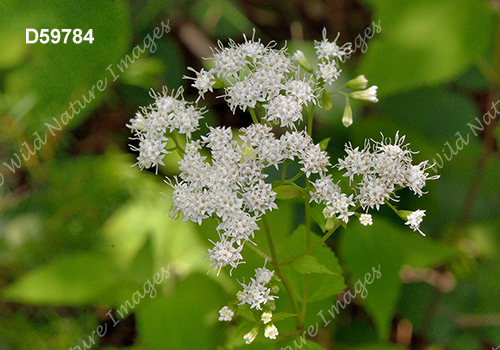 Ageratina altissima (White Snakeroot, Eupatorium rugosum)